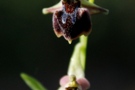 Ophrys mammosa x elegans